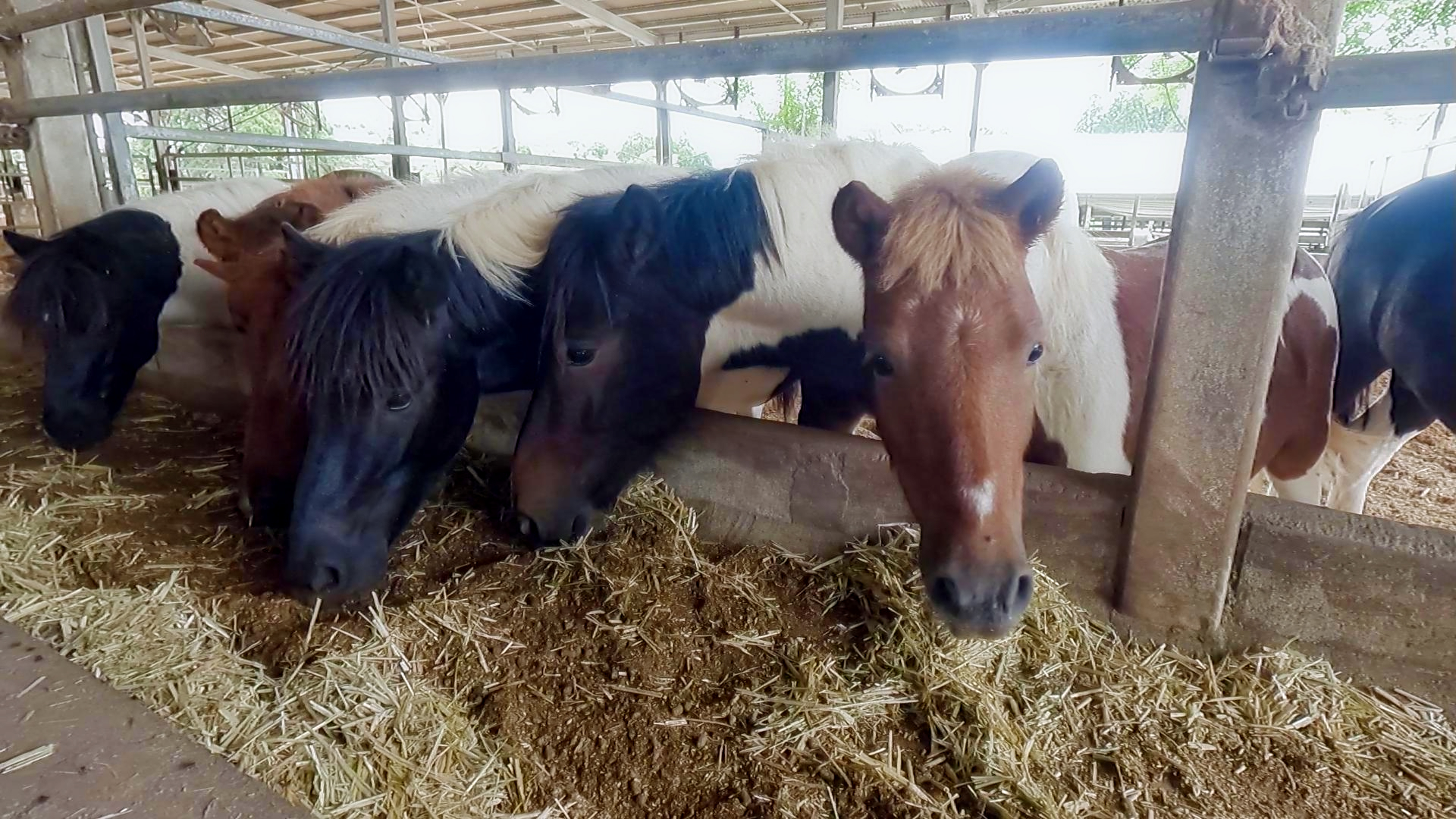 ページイメージ